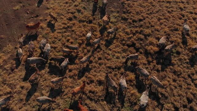 Aerial view of cattle drinking at a pond in the dry outback, MacKenzie River, Queensland, Australia.