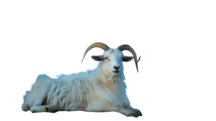  Cute white Goat Isolated Photo png.
