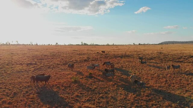 Aerial view of serene outback landscape with cattle near a pond at sunrise, Mackenzie River, Queensland, Australia.
