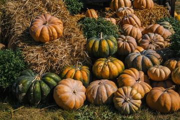 Colorful pumpkins piled on hay bales at a rural farm market in autumn sunlight