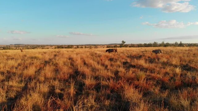 Aerial view of cattle grazing in a tranquil grassland during sunset, Mackenzie River, Australia.