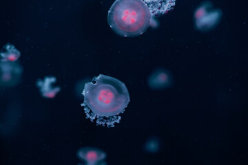 Colorful jellyfish drifting gracefully in an aquarium with vibrant blue lighting