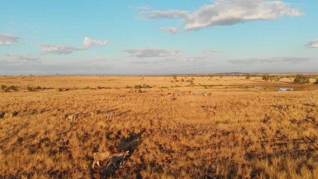 Aerial view of dry outback with cattle and a tranquil pond at sunset, Mackenzie River, Queensland, Australia.