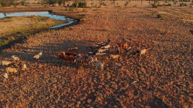 Aerial view of grazing cattle at sunset in the dry outback, MacKenzie River, Queensland, Australia.