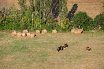 Horses grazing in Abruzzo mountains, beautiful outdoor landscape photography.