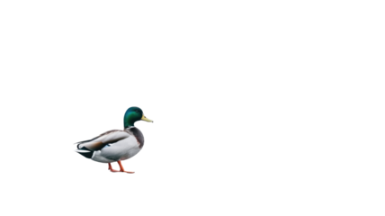Duck Isolated Png.