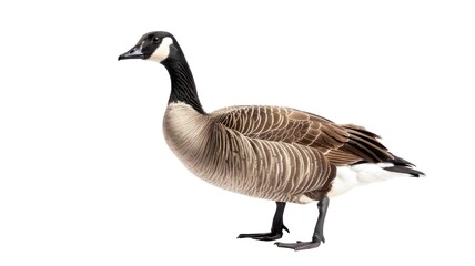 Duck or Mallard Isolated on Png Background.