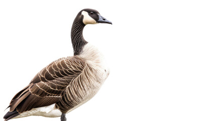 Obraz premium Duck or Mallard Isolated on Png Background.