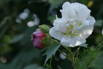 日本の美を象徴する花