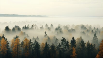 Obraz premium Mystical Foggy Forest: Serene Nature Landscape in Autumn Mist