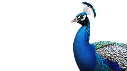 Beautiful Peacock Isolated on Png Background.