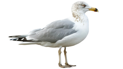 Obraz premium Seagull Bird Character Element on Png Background.