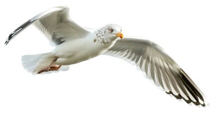 Fototapeta premium Flying Seagull Bird Isolated on Png Background.