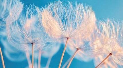 A close-up of a dandelion in seed, with delicate parachutes ready to be blown away by the wind