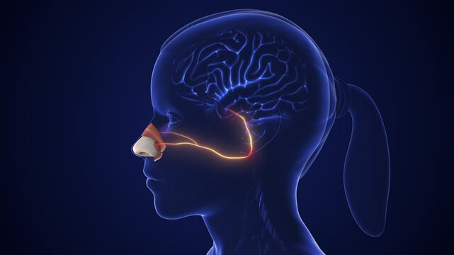 Olfactory sensory nerve pathway for smell detection