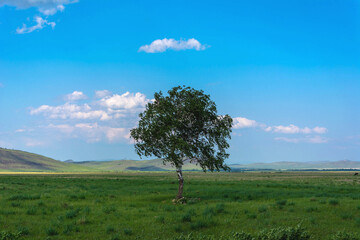 Fototapeta premium A bright natural background with a lone tree. A lonely birch tree against the background of a large field and a sky with clouds