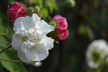 日本の美を象徴する花