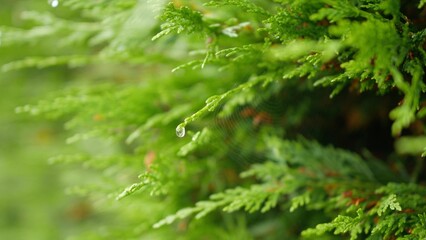 Vibrant green pine needles on a conifer tree with a single dew drop hanging delicately from a...