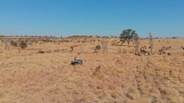 Aerial view of cattle mustering in the dry outback with quad bikes in a vast landscape, Emerald, Queensland, Australia.