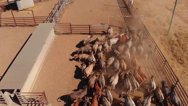 Aerial view of mustering cattle in the dry outback with yards and fences, Emerald, Australia.