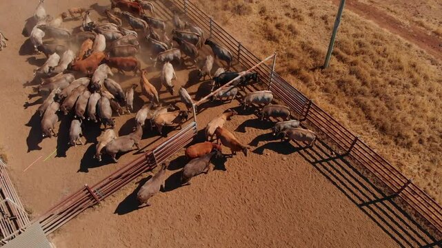 Aerial view of cattle mustering in the dry outback with a herd near a fence and yards, Emerald, Queensland, Australia.