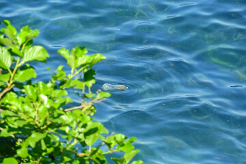 greater quaking grass plant macro photo