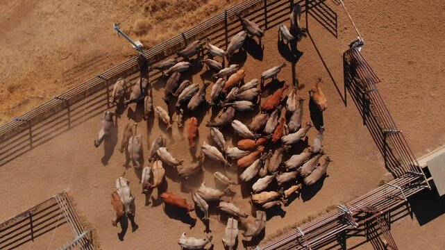 Aerial view of a herd of cattle in a dry outback landscape with fencing and quad bikes, Emerald, Queensland, Australia.