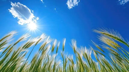 Obraz premium A field of wheat swaying in the wind under a bright blue sky, symbolizing abundance and nature's cycle