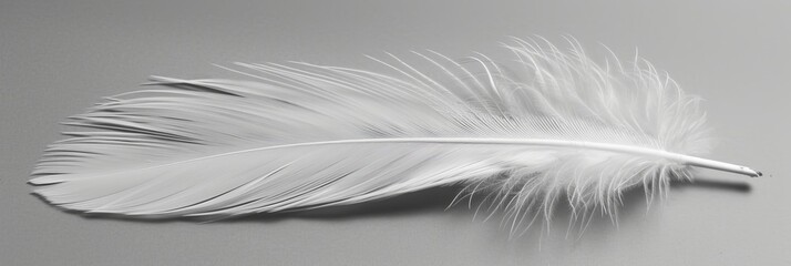 Obraz premium Single White Feather on Gray Background, Minimalist Composition with Delicate Soft Lighting