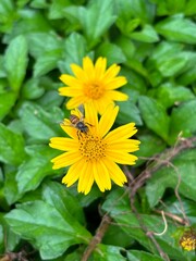 Macro shot of a honey bee collecting pollen on a bright yellow flower. Capturing the bee’s intricate details and the vivid bloom, this image showcases the harmony of nature’s pollinators.
