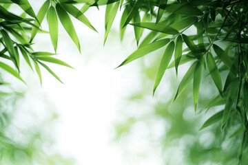 Obraz premium Bamboo Leaves on Soft Green Background