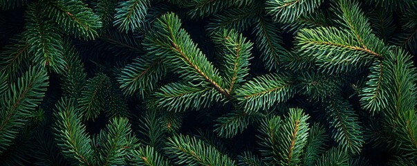 Lush Green Fir Tree Branches Closeup Background