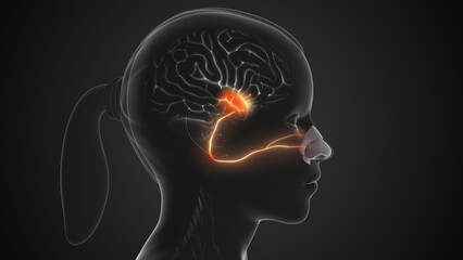 Sensory olfactory nerve transmitting smell to brain