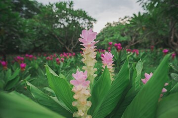 A close-up of pink flowers blooming amidst green leaves in a garden