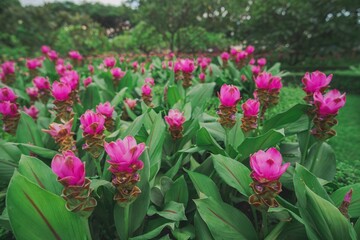 A field of vibrant pink flowers blooming in green surroundings