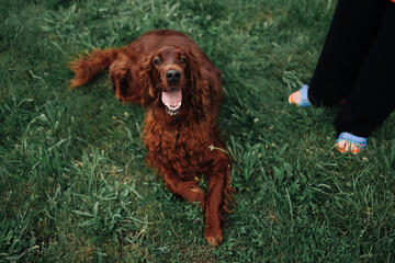 Tired unhappy brown Irish Setter dog lies on the grass in a summer park. 