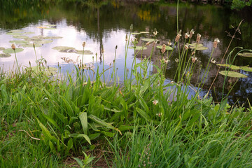 Plantain lancéolé, Rivière La Vonne, Sanxay, Vienne, 86, Region Nouvelle Aquitaine, France