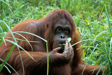 Orang outan, Pongo pygmaeus, Indonésie