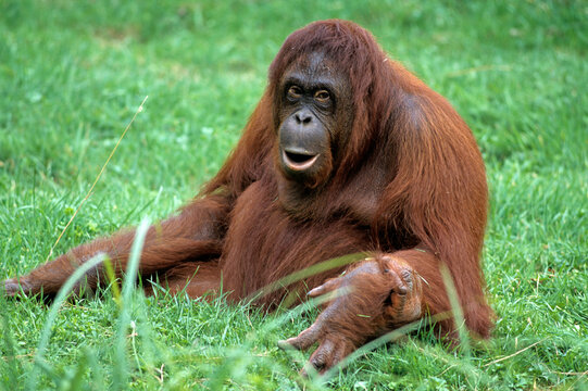 Orang outan, Pongo pygmaeus, Indon&eacute;sie