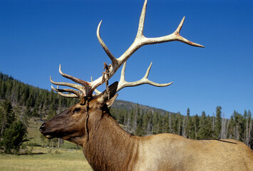 Cerf du Canada, Wapiti, Cervus canadensis, Parc national du Yelowstone, USA