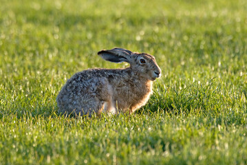 Lièvre d'Europe, Lièvre brun, Lepus europaeus