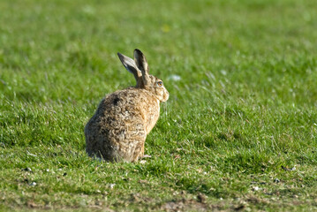 Fototapeta premium Lièvre d'Europe, Lièvre brun, Lepus europaeus