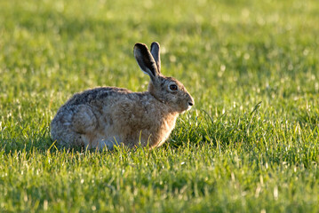 Lièvre d'Europe, Lièvre brun, Lepus europaeus