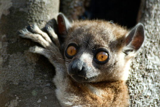 L&eacute;pil&eacute;mur &agrave; pattes blanches, Lepilemur leucopus, Madagascar