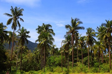 Palm tree forest in Palawan