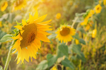 Sunflower field. Close up of sunflower on farm. Rural landscape