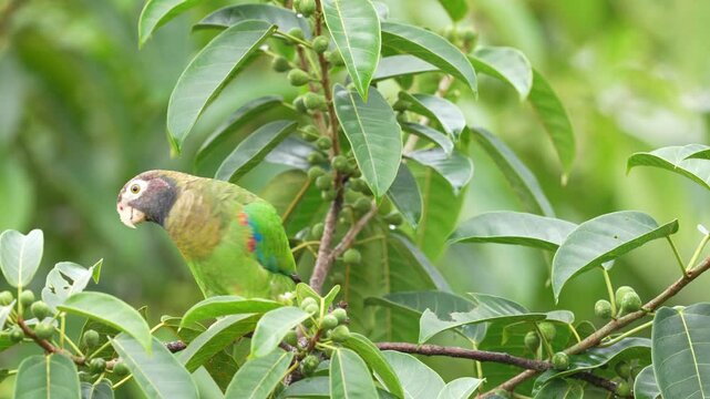 Brown-hooded Parrot, Pionopsitta haematotis, portrait of light green parrot with brown head. Detail close-up portrait of bird from Central America. Wildlife scene from tropical nature.