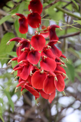 arbre  crête de coq © helenedevun