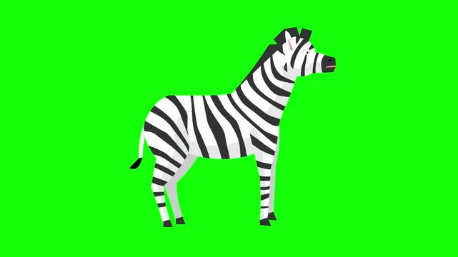 Animated video of a zebra on a green background, art.