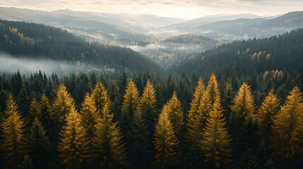 Obraz premium Golden autumn foliage contrasts with lush green pine trees in a misty mountain valley.